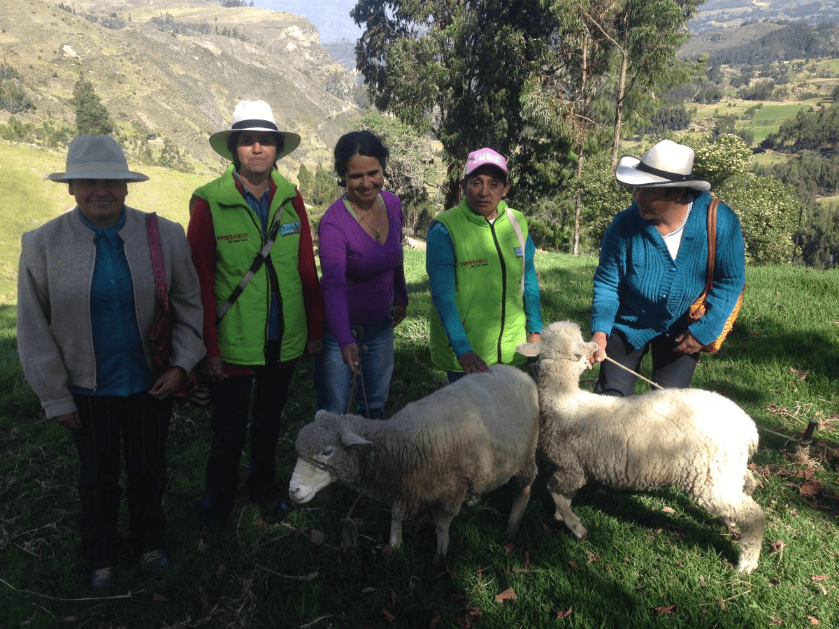 FERIA OVINA EN MONGUA