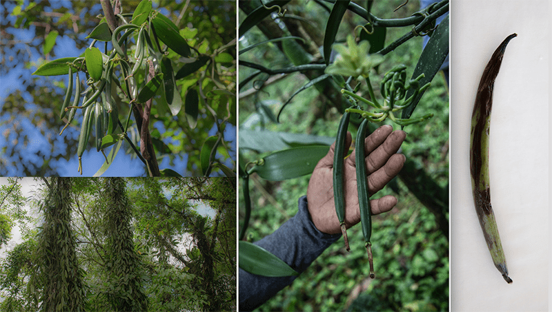 VAINILLA, AROMA CHOCÓ