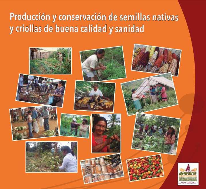 Producción y conservación de semillas nativas y criollas de buena calidad y sanidad