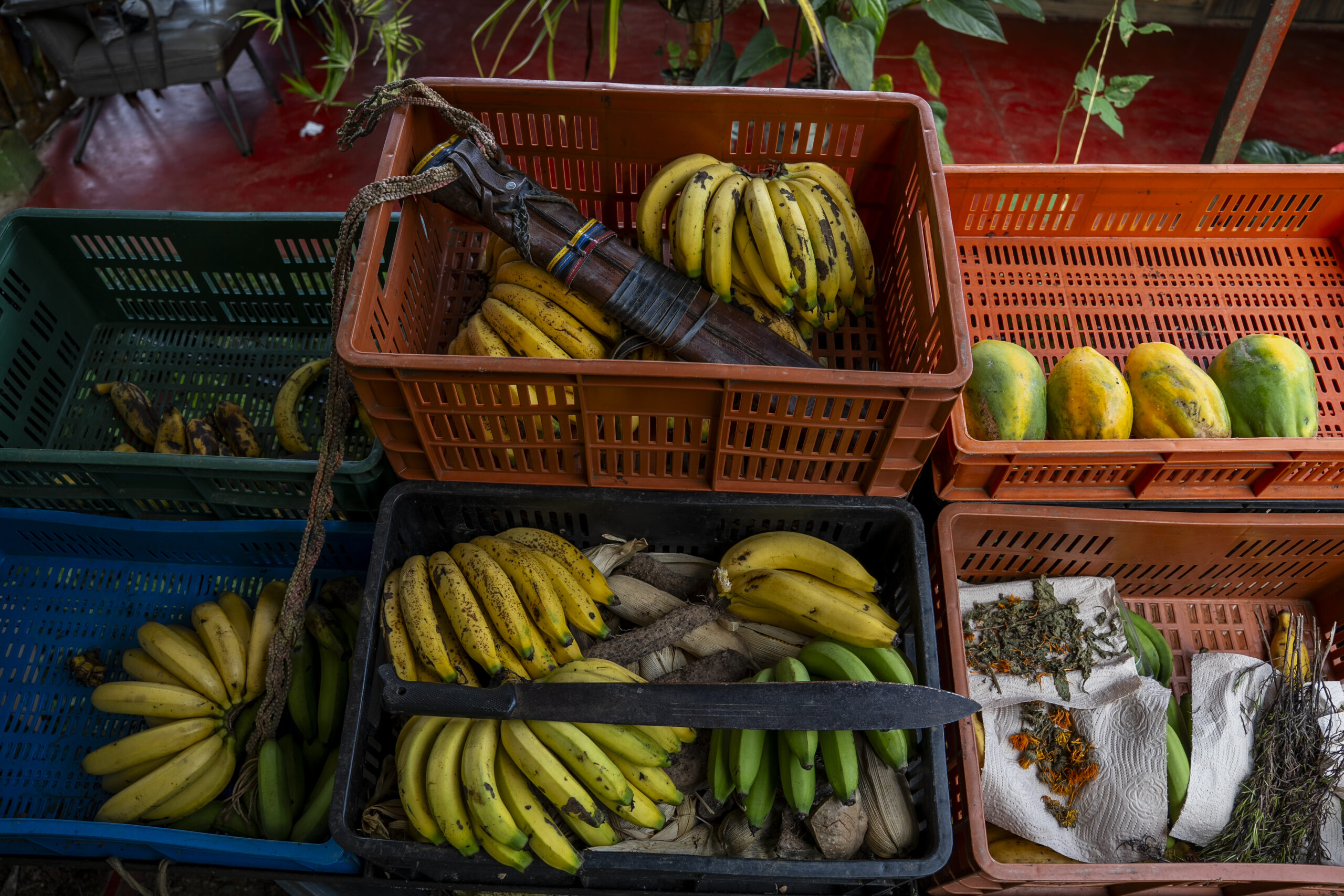 La conservación in situ de semillas nativas y criollas por redes de custodios(as) y guardianes(as) de semillas en Colombia, más allá de conservar.